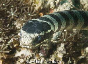 sea snake by Afflitti Gianluca 